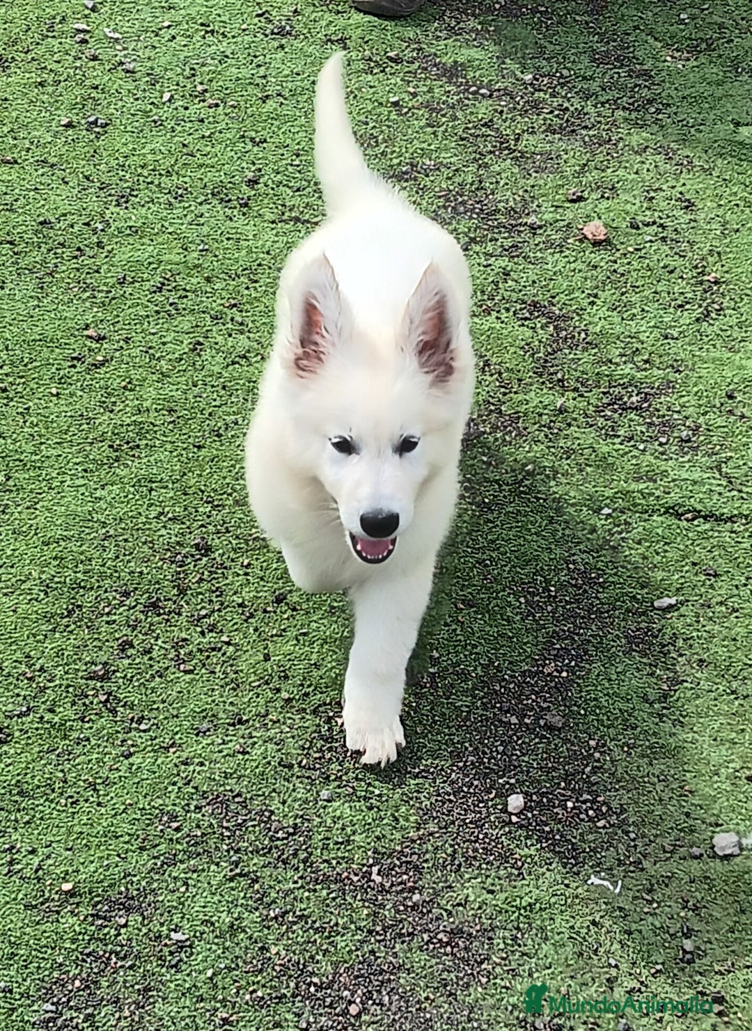 Pastor Blanco Suizo perros en venta: Pastor Blanco Suizo  - Anuncio 11