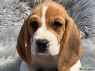 Beagle perros - Anuncio 17