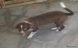 Border Collie perros en venta: Border collie  - Imagen 2