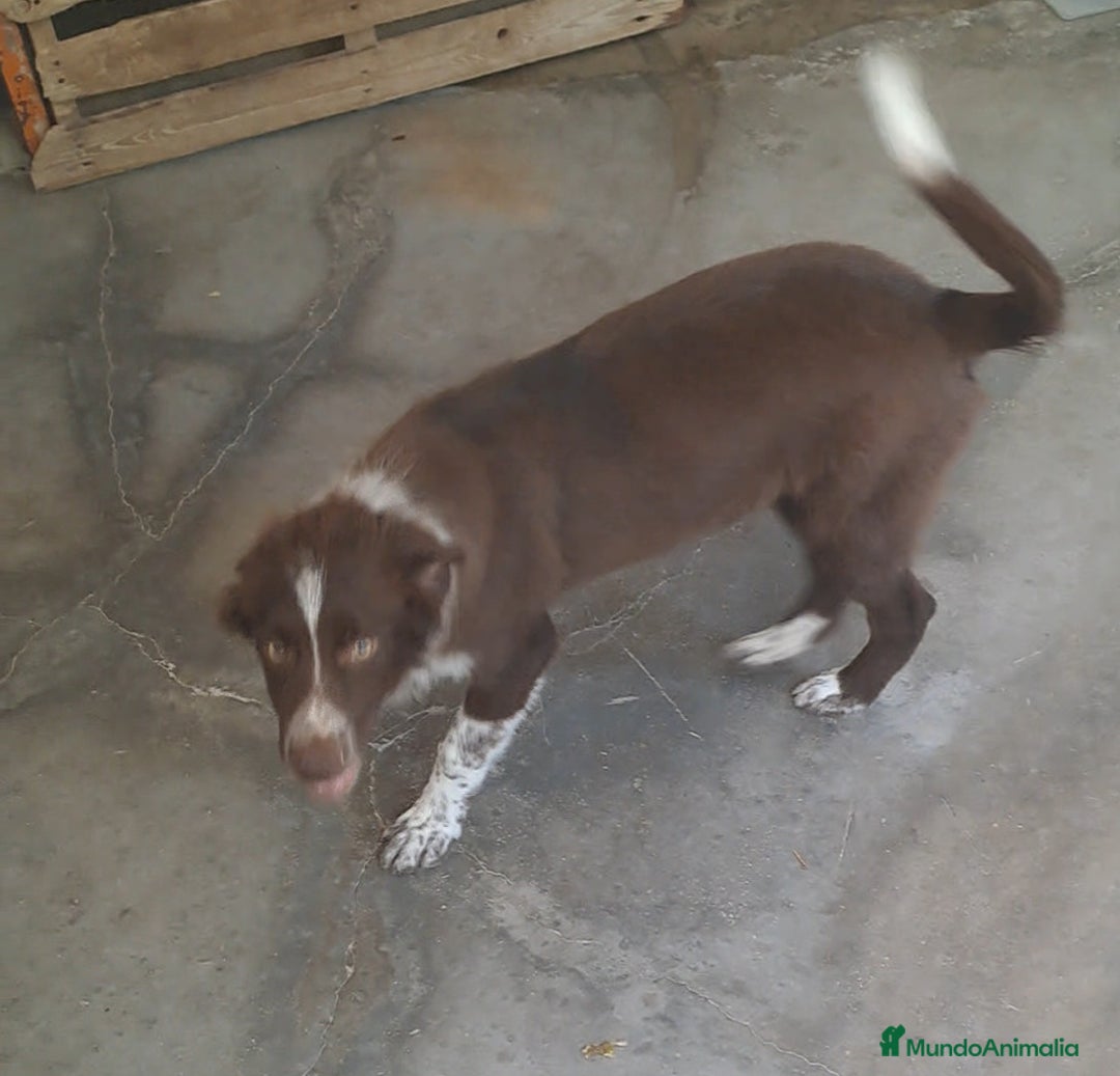 Border Collie perros en venta: Border collie  - Imagen 2