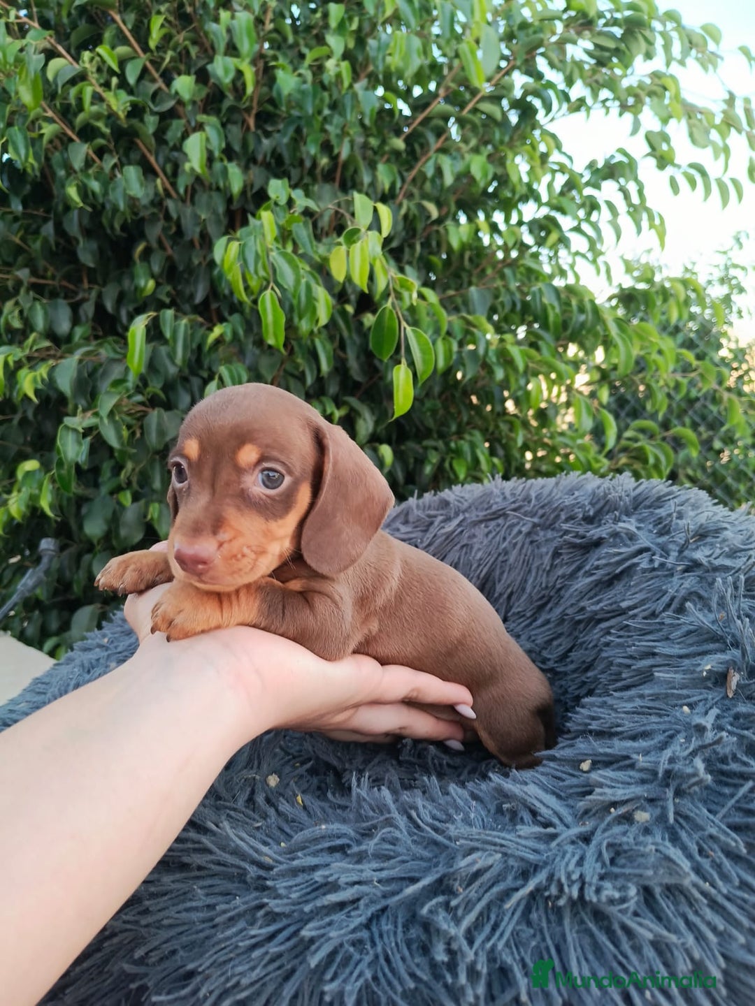 Teckel Miniatura perros en venta: Teckel arlequín chocokate  - Imagen 4