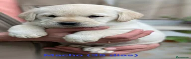 Labrador Retriever 1