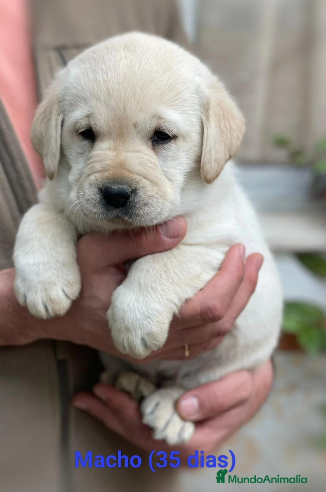 Labrador Retriever perros en venta: Cachorros de labrador retriever  - Anuncio 2