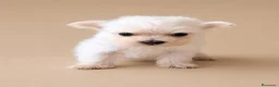 Bichón Maltés perros en venta: Bichon Maltes toy  - Anuncio 4