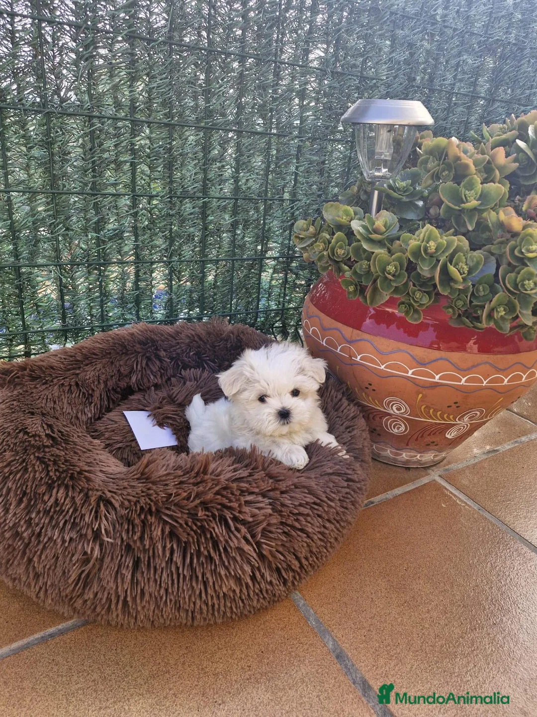 Bichón Maltés perros en venta: Bichón Maltés  - Anuncio 8