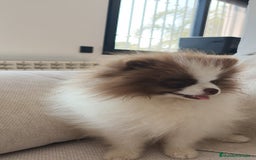 Pomerania perros en venta: Pomerania  - Imagen 2