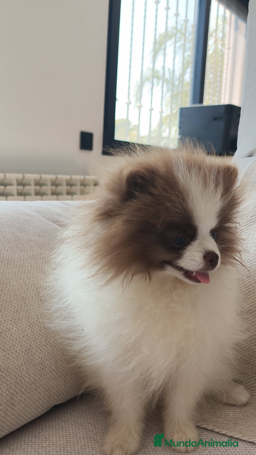 Pomerania perros en venta: Pomerania  - Imagen 2