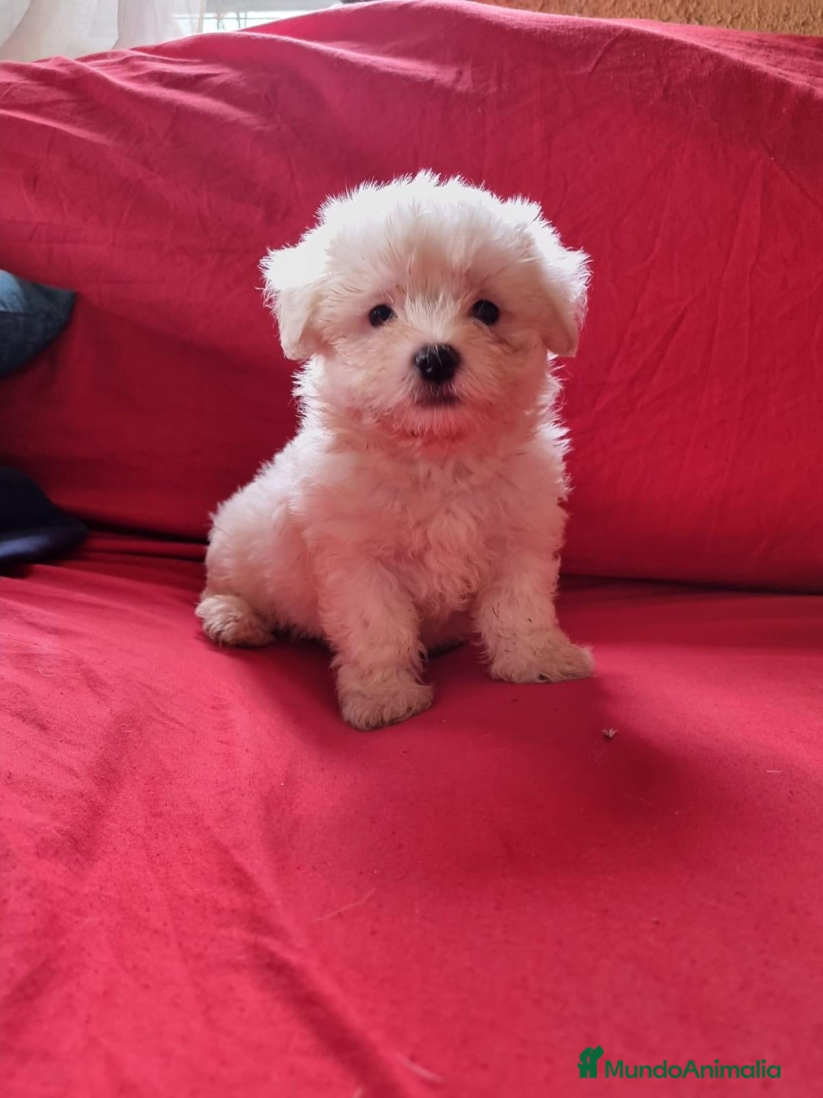Bichón Maltés perros Bichon maltés  - Anuncio 1