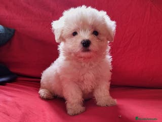 Bichón Maltés perros Bichon maltés - Anuncio 1