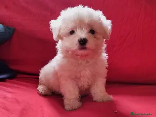 Bichón Maltés perros Bichon maltés - Anuncio 3
