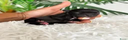 Chihuahua perros en venta: CHIHUAHUA - Anuncio 5