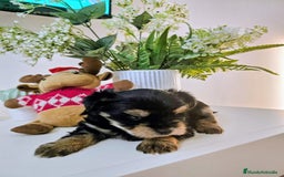 Yorkshire Terrier perros en venta: YORKSHIRE TOY CALIDAD Y SELECCIÓN  - Imagen 7
