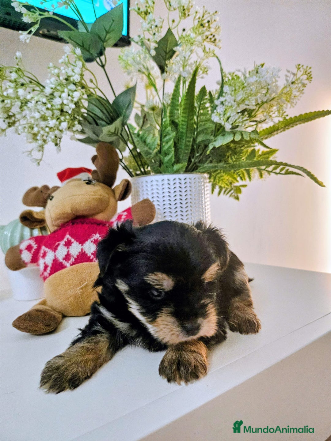 Yorkshire Terrier perros en venta: YORKSHIRE TOY CALIDAD Y SELECCIÓN  - Imagen 7