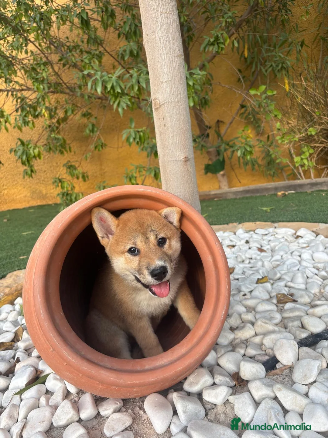 Shiba Inu perros en venta: SHIBA INU - Anuncio 7