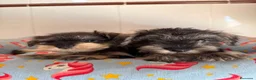 Schnauzer Miniatura perros en venta: Cachorras schnauzer miniatura sal y pimienta - Anuncio 4