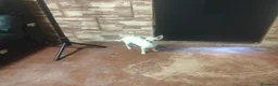 Chihuahua perros en venta: Cachorro chihuahua  en Córdoba - Anuncio 4