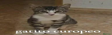 Europeo de Pelo Corto 1
