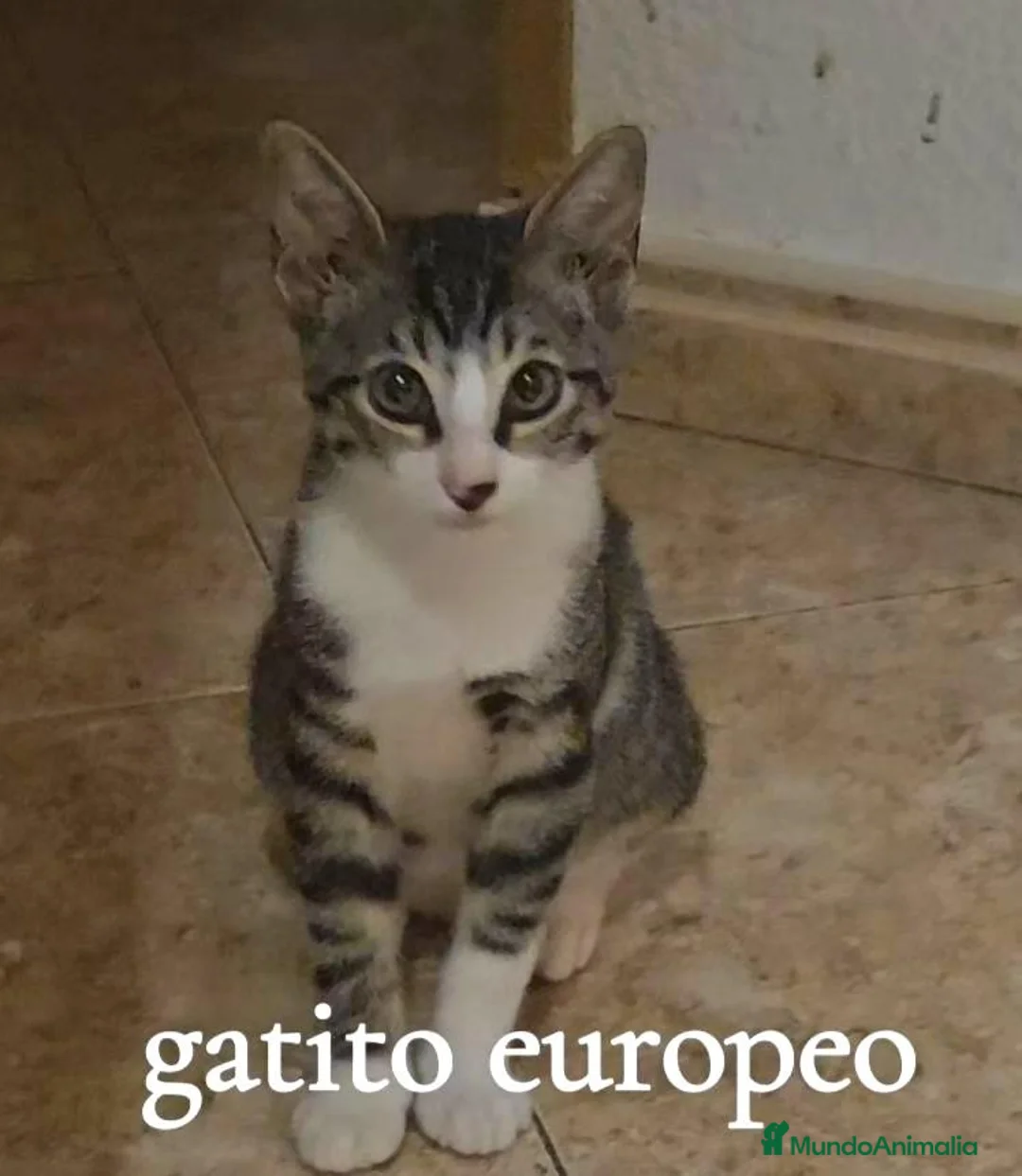 Europeo de Pelo Corto gatos en venta: Gatito Europeo - Anuncio 1