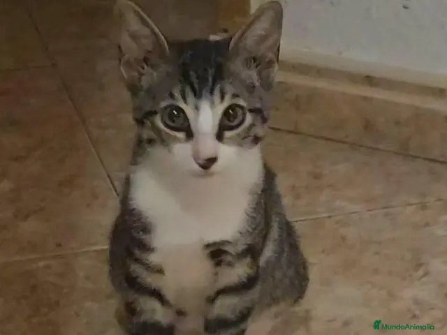 Europeo de Pelo Corto gatos Gatito Europeo - Anuncio 13