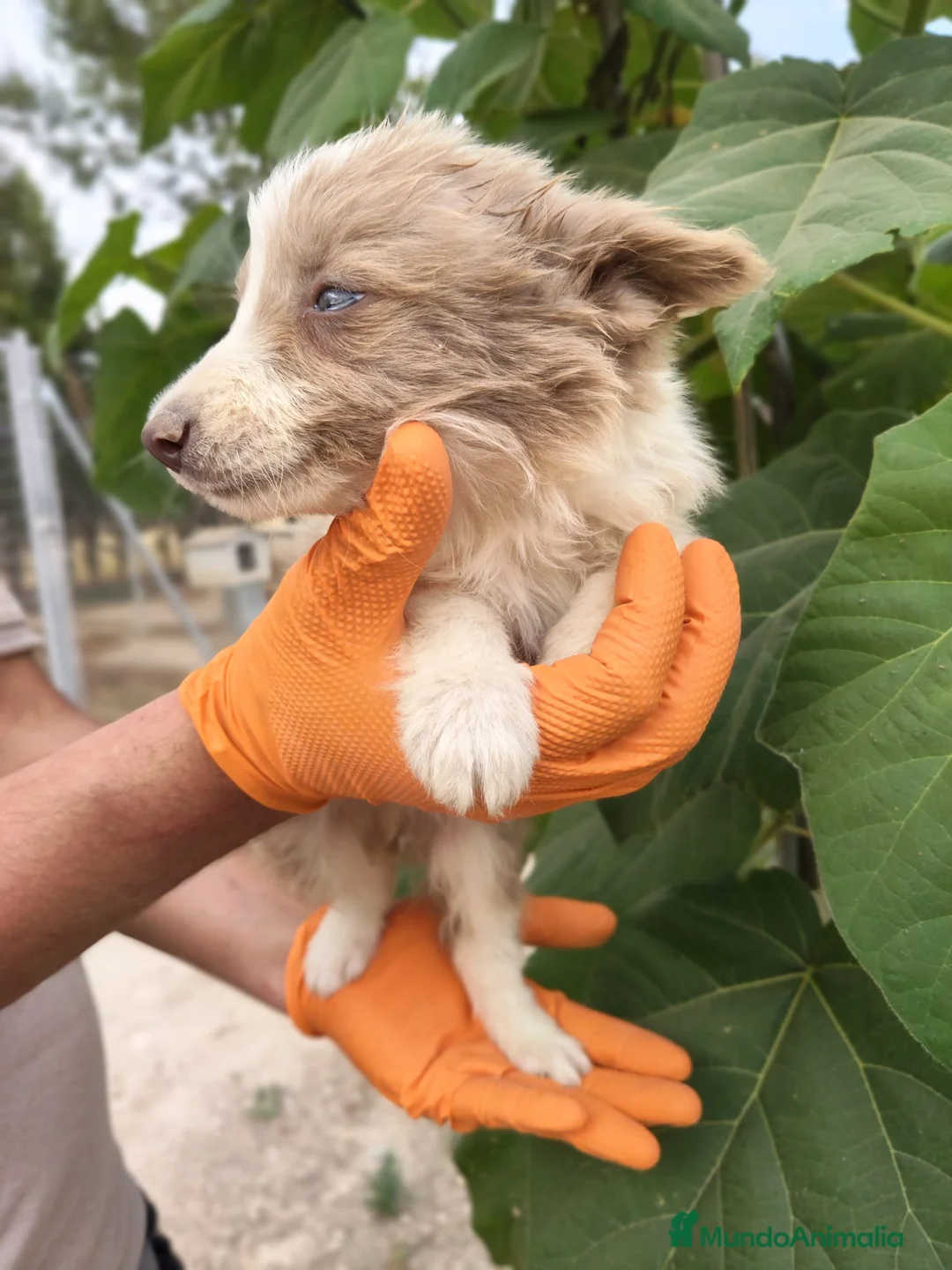 Border Collie perros en venta: Border Collie  - Anuncio 2
