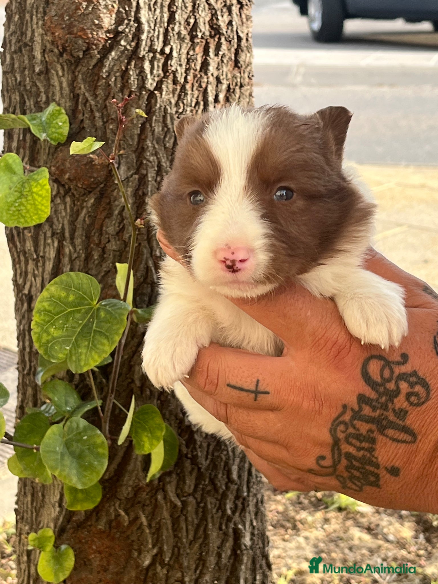 Border Collie perros Border collie - Anuncio 2