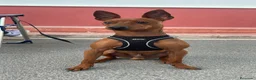 Pinscher Miniatura perros en venta: MINI PINSCHER - Anuncio 6