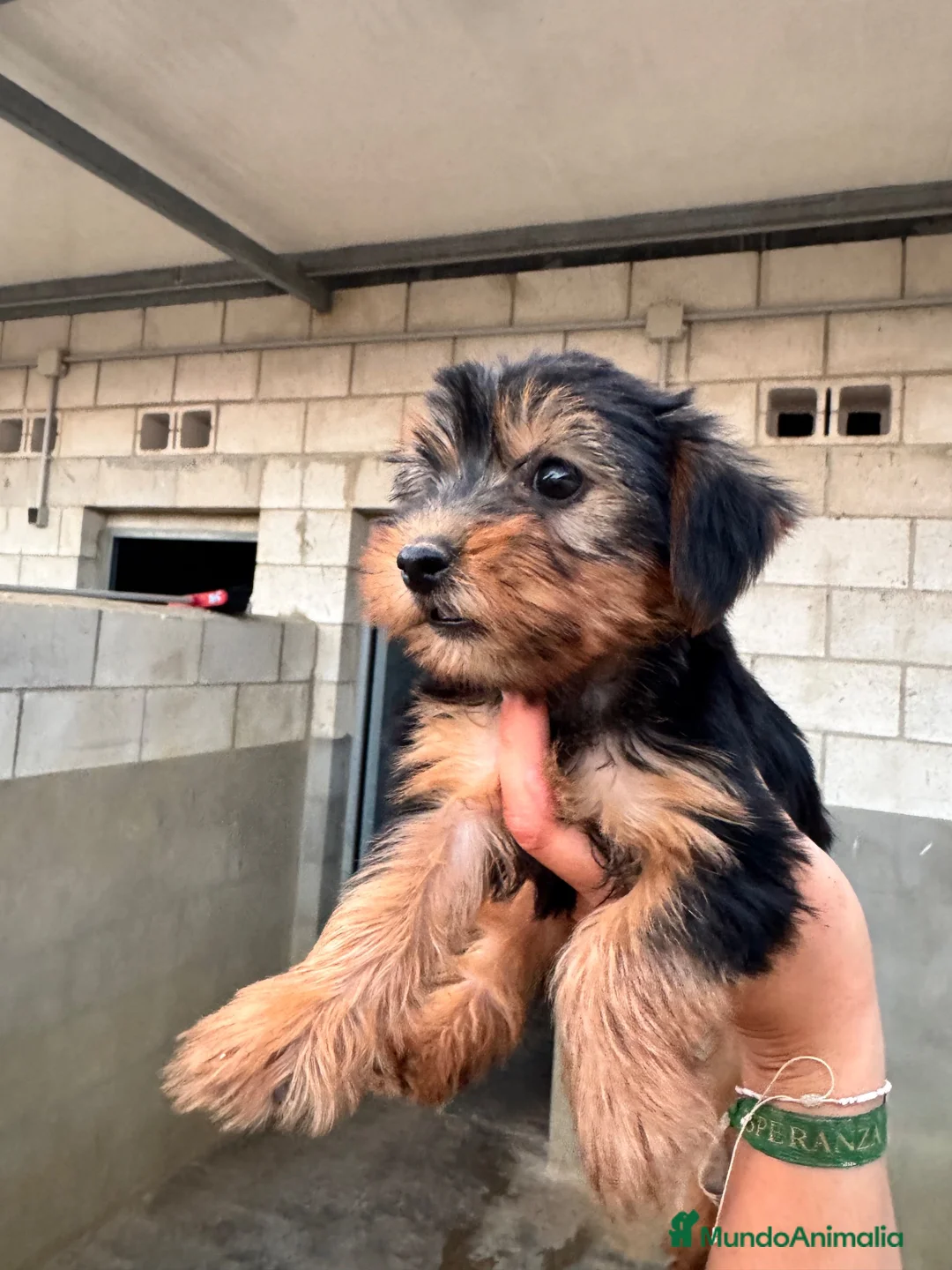 Yorkshire Terrier perros en venta: Cachorros de Yorkshire terrier - Anuncio 2
