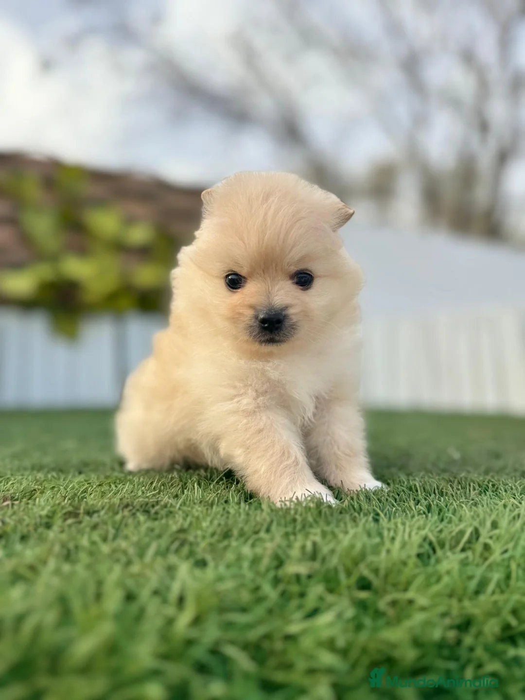 Pomerania perros en venta: POMERANIA HEMBRA - Anuncio 2