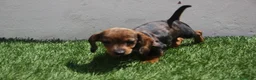 Teckel Miniatura perros en venta: Teckel Miniatura  - Anuncio 16