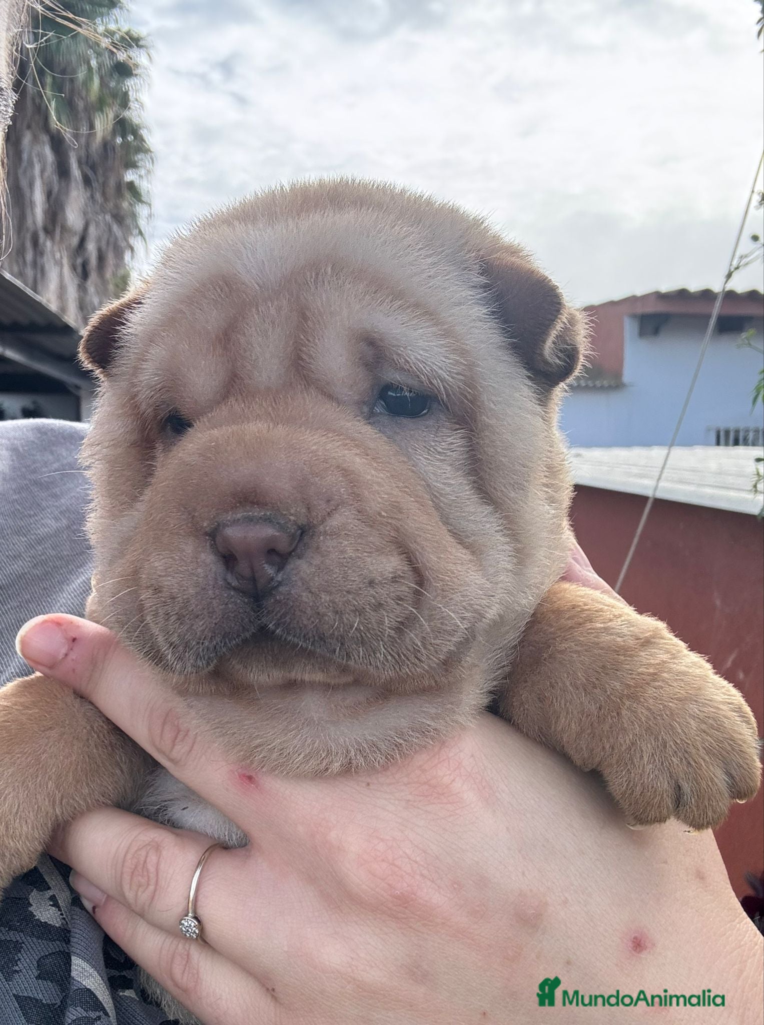 Shar Pei perros LOS BEBES SHAR PEI MAS BONITOS en Málaga - Anuncio 35