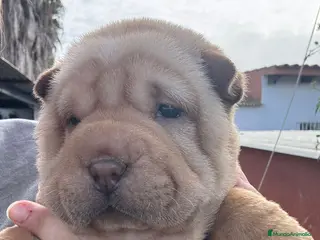 Shar Pei perros LOS BEBES SHAR PEI MAS BONITOS en Málaga - Anuncio 37