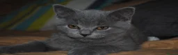 Himalayo gatos en venta:  Cachorros Fold y Straight  - Anuncio 2