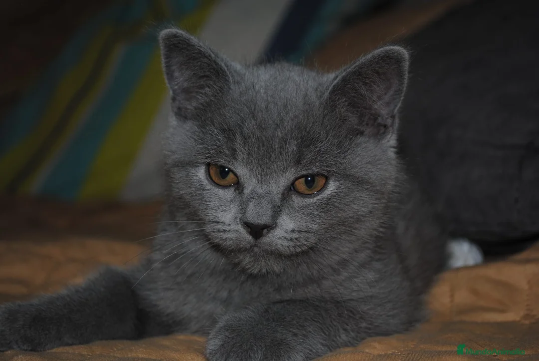 Himalayo gatos en venta:  Cachorros Fold y Straight  - Anuncio 2
