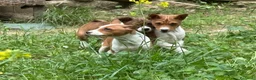 Basenji perros en venta: 🐾🐾🐾 BASENJI EXCLUSIVOS 🐾🐾🐾 - Anuncio 2