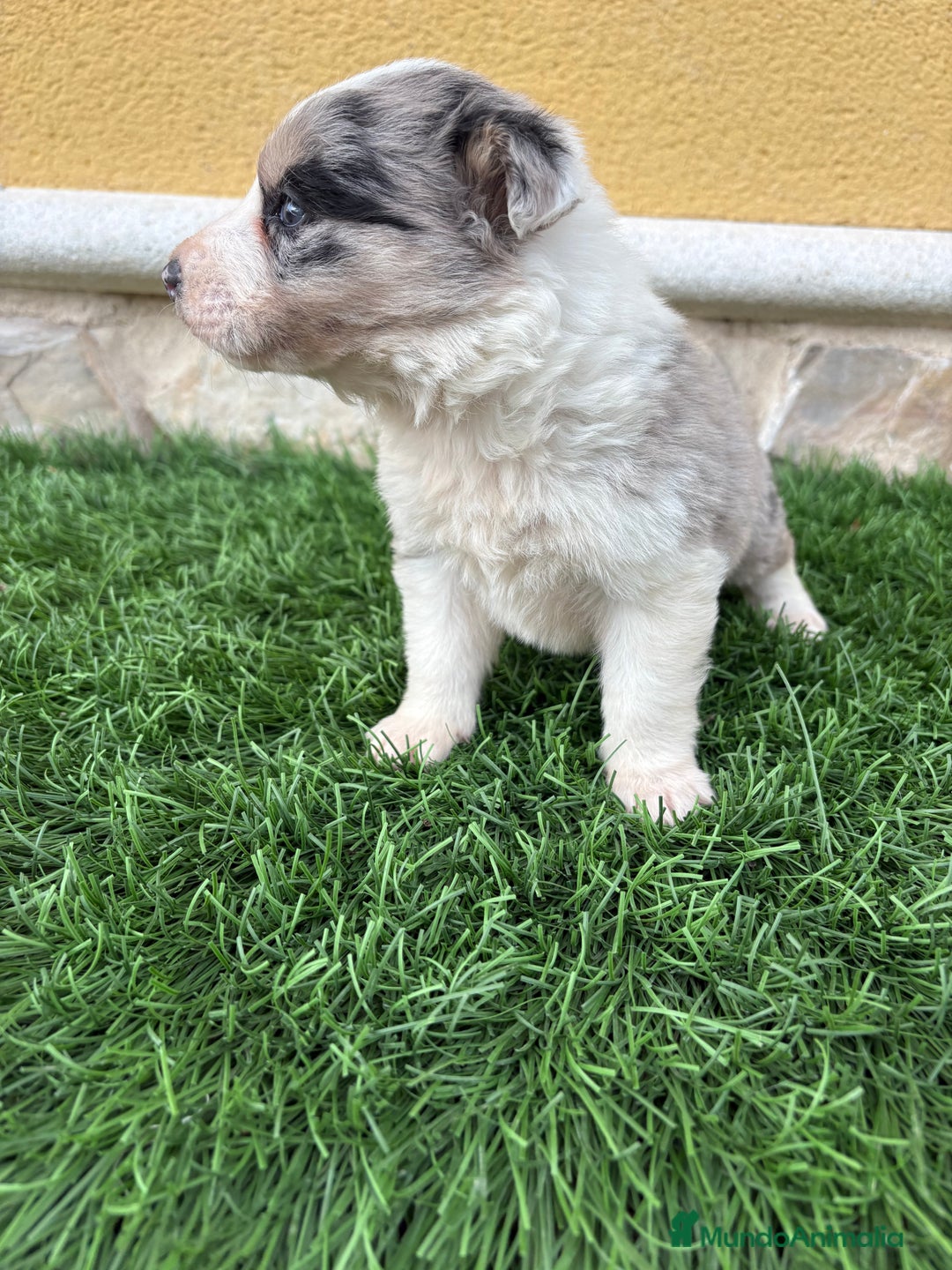 Border Collie perros en venta: Border Collie macho Merle precioso - Anuncio 1