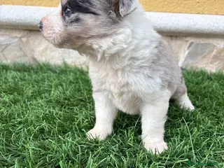 Border Collie perros Border Collie macho Merle precioso - Anuncio 10