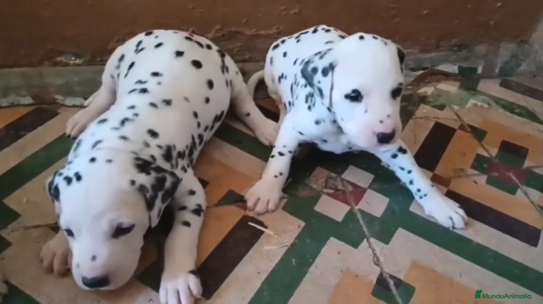 Dálmata perros en venta: 2 Hembras Dálmata Pura Raza Disponibles - Anuncio 1