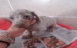 Teckel Miniatura perros en venta: CACHORROS DE TECKEL MINI  - Imagen 6