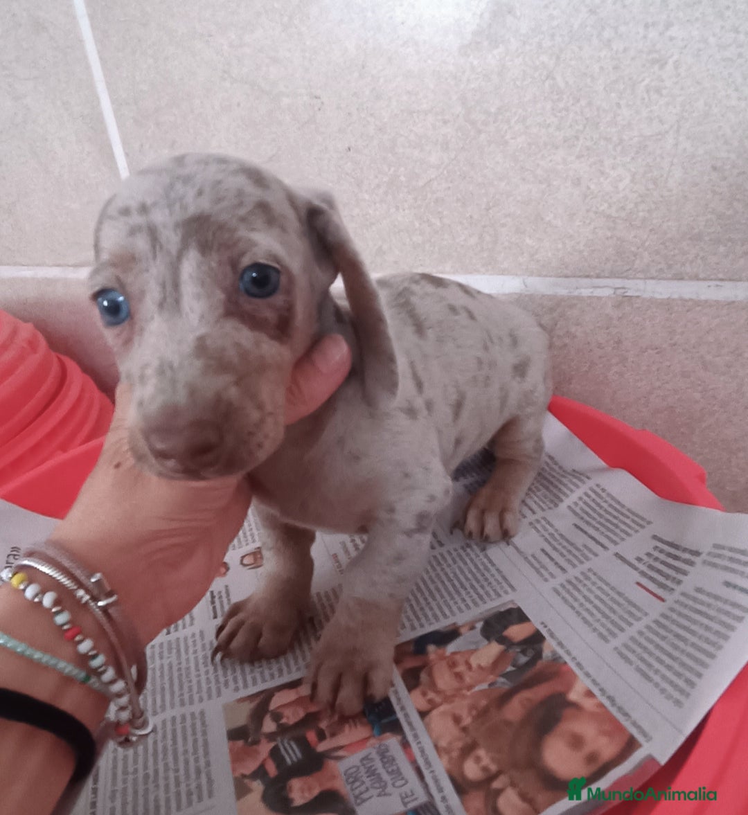 Teckel Miniatura perros en venta: CACHORROS DE TECKEL MINI  - Imagen 6