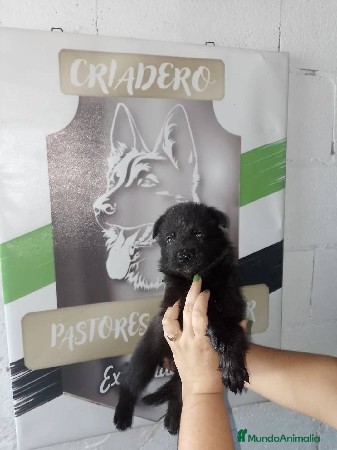 Pastor Alemán perros en venta: Pastor aleman negro solido  - Anuncio 2