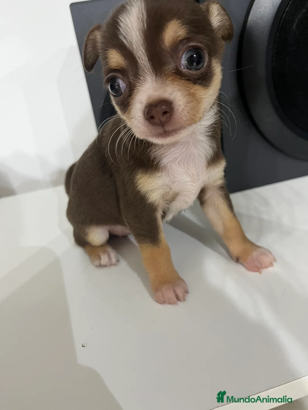 Chihuahua perros en venta: Chihuahua toy en Barcelona - Anuncio 4