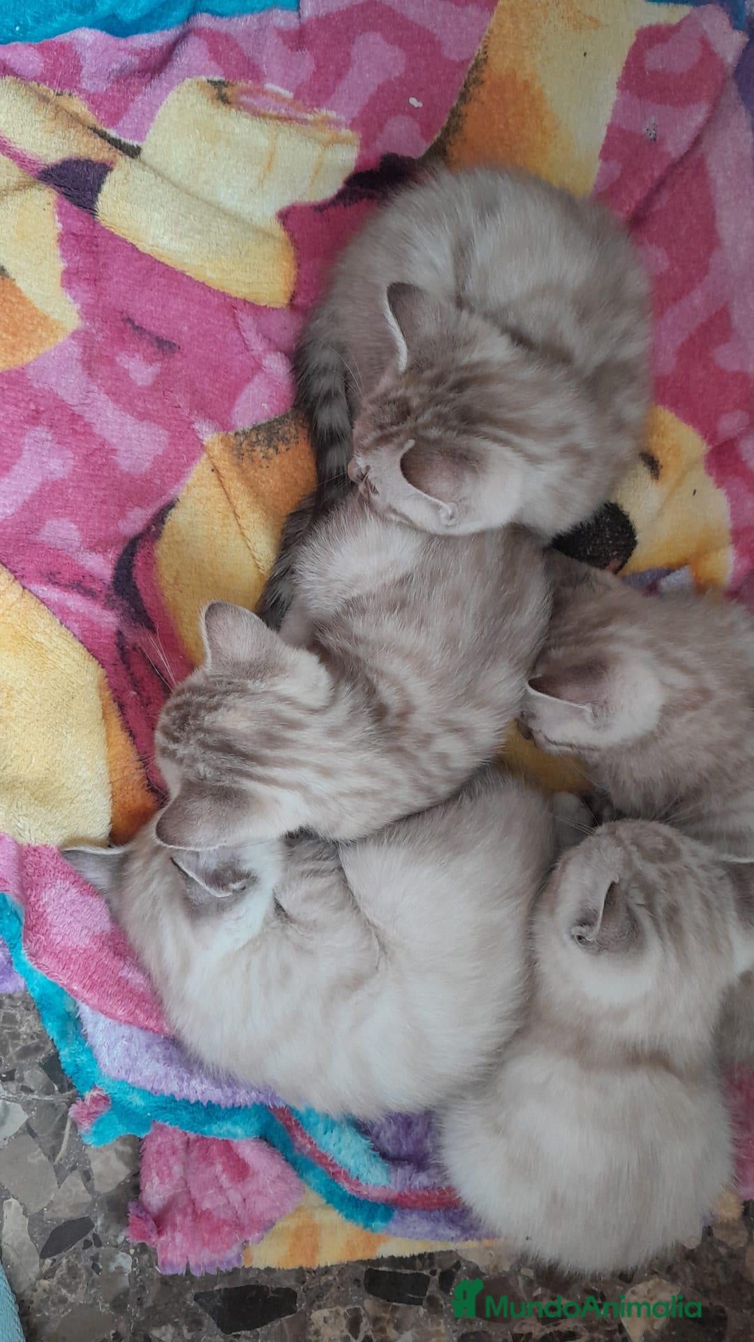 Azul Ruso gatos Camada de azul ruso - Anuncio 1