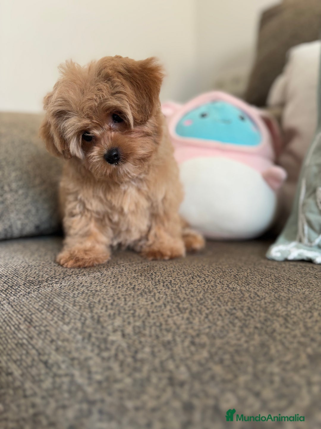 Maltipoo perros en venta: Maltipoo toy Hwmbra  - Anuncio 1