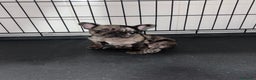 Bulldog Francés perros en venta: Cachorra bulldog francés merle - Anuncio 4