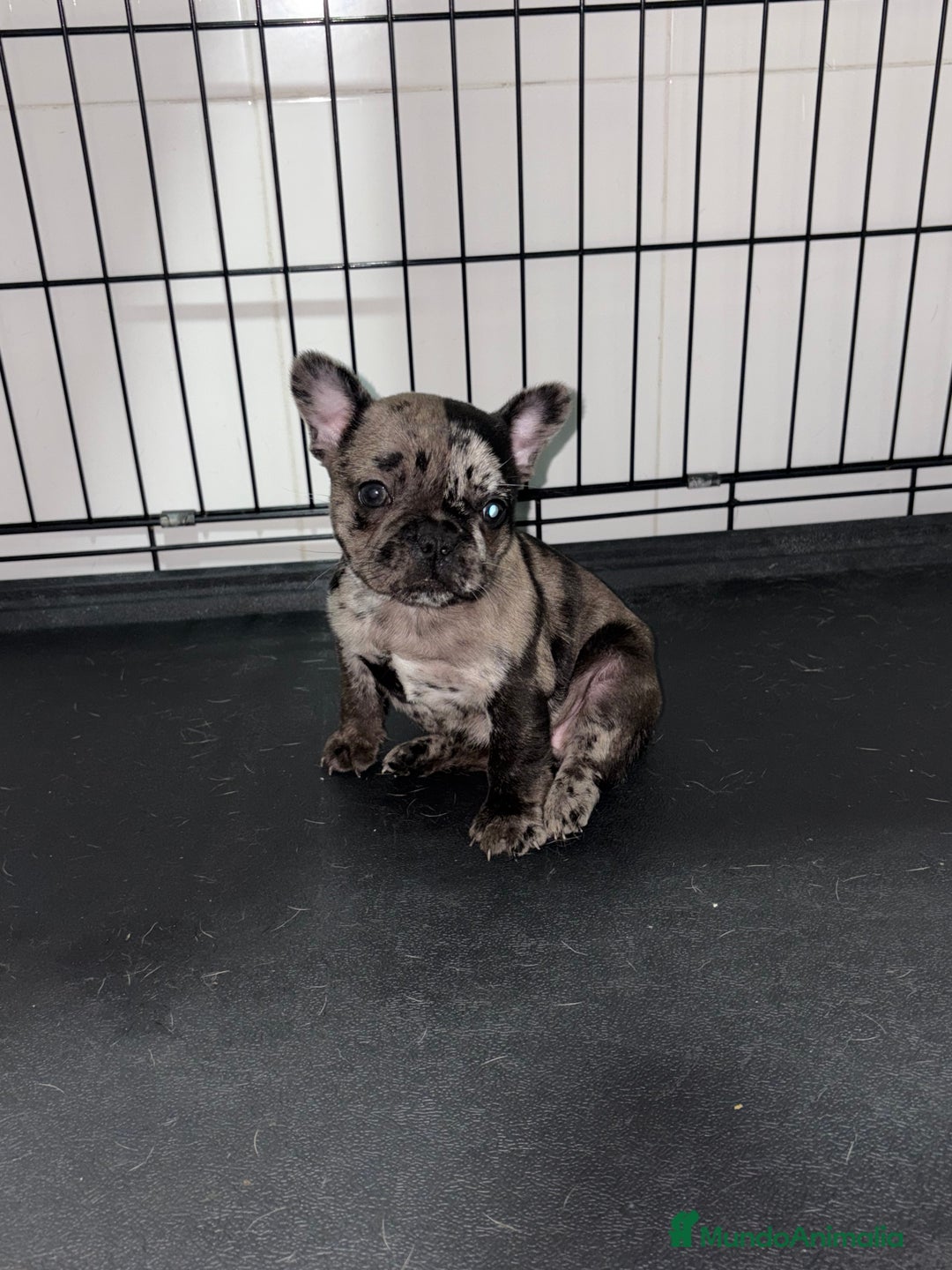 Bulldog Francés perros en venta: Cachorra bulldog francés merle - Anuncio 4