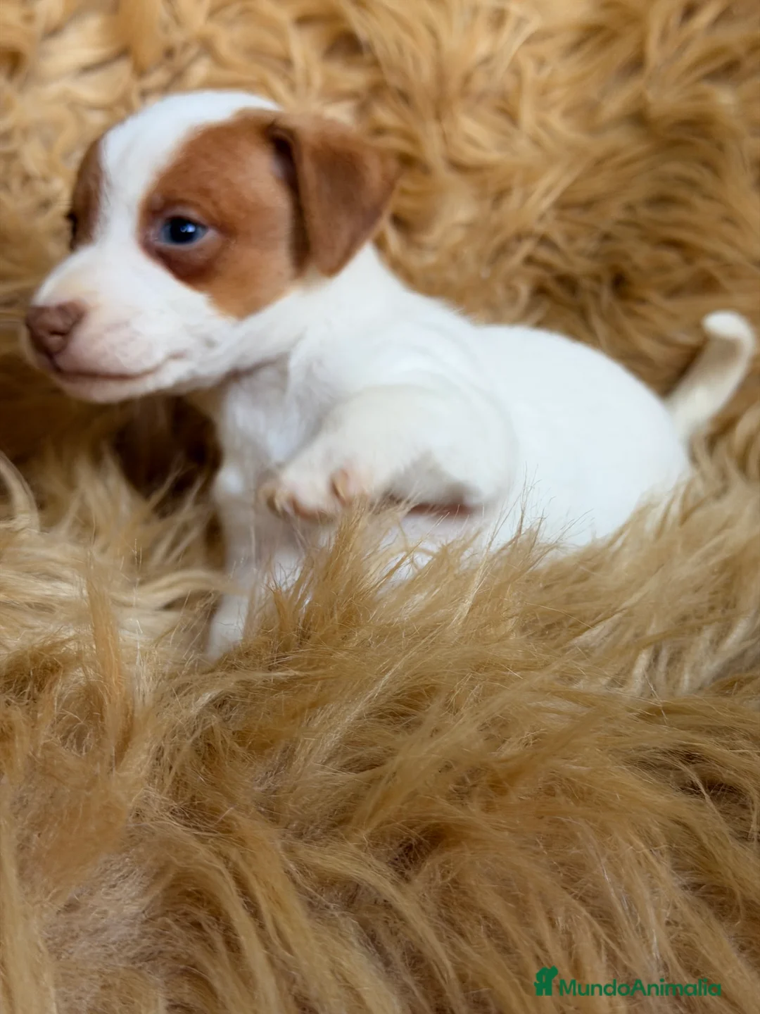 Jack Russell Terrier perros en venta: Jack Russell bicolor  - Anuncio 8