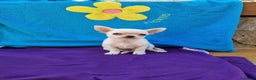 Chihuahua perros en venta: Chihuahuas  en Barcelona - Anuncio 2