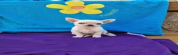 Chihuahua perros en venta: Chihuahuas  en Barcelona - Anuncio 2