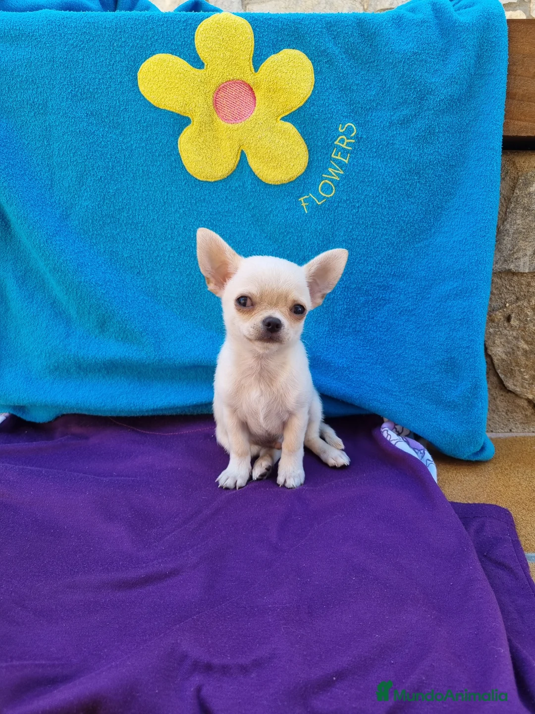 Chihuahua perros en venta: Chihuahuas  en Barcelona - Anuncio 2