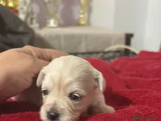 Bichón Maltés perros Camada de bichon maltés disponible - Anuncio 3